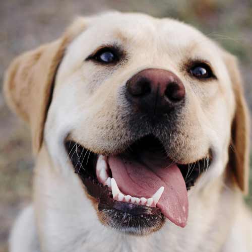 Soldiers Reunited with Their Dogs