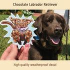 Chocolate lab dog sitting next to a hand holding an OMG You're Home Chocolate Labrador Retriever weatherproof decal for indoor or outdoor use