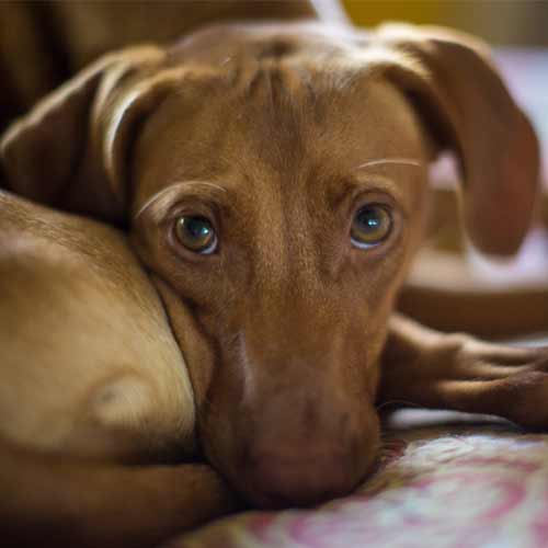 Treating Separation Anxiety in Dogs